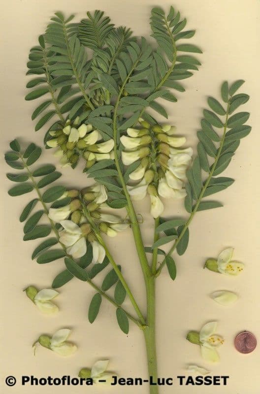 Vesce ibérique 29
