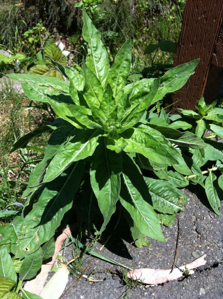 Pachnotka Hookera 8