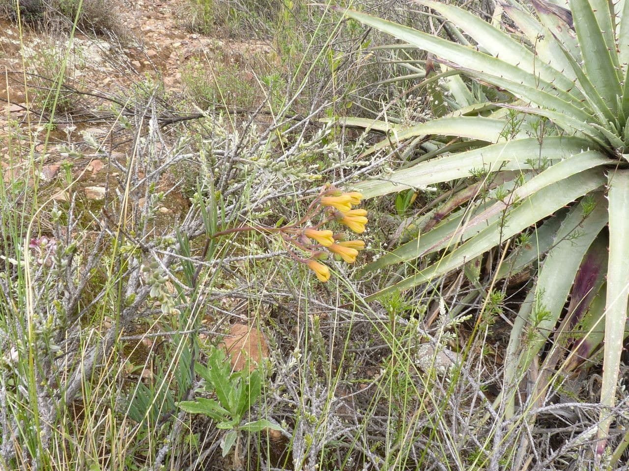 Bomarea boliviana 2