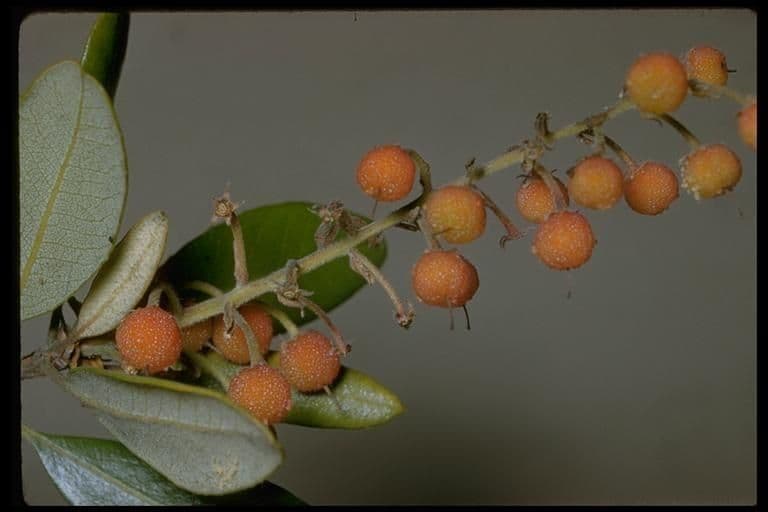 Sommer-Stechpalme 5