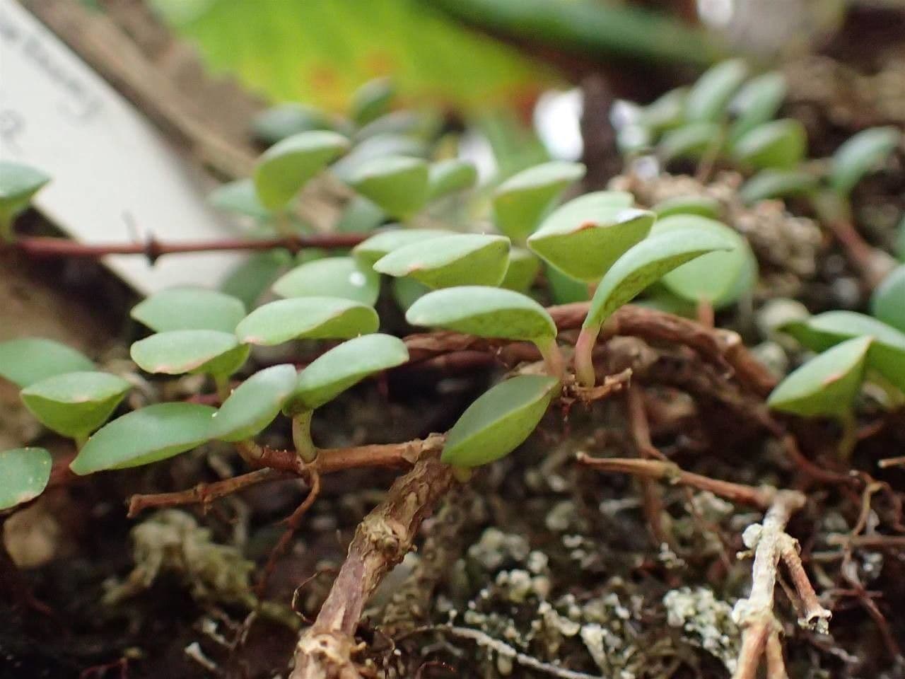 Medinilla