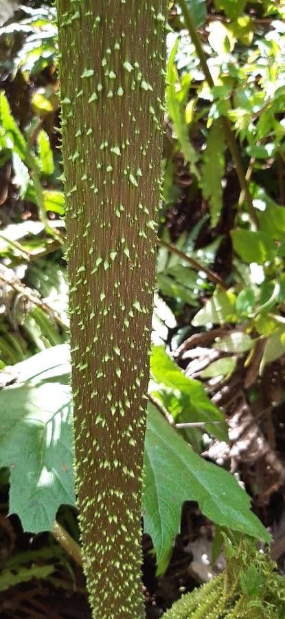 Gunnera tinctoria 21