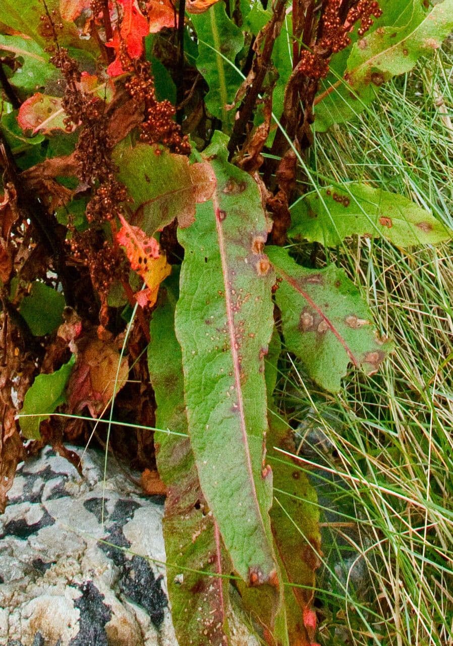 Felsen-Sauerampfer 16