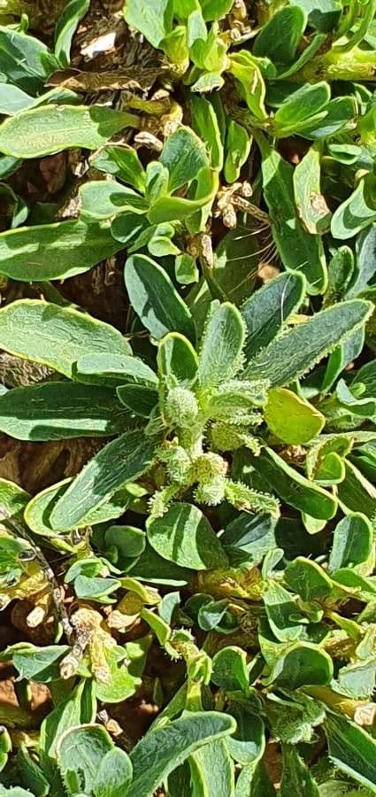 Barleria argentea 15