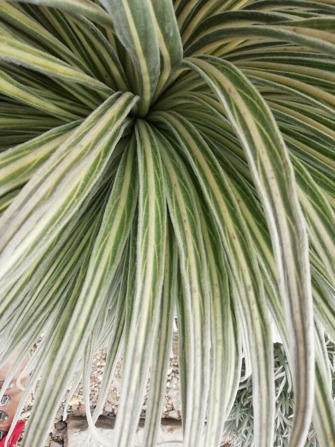 Echium di Wildpret 14