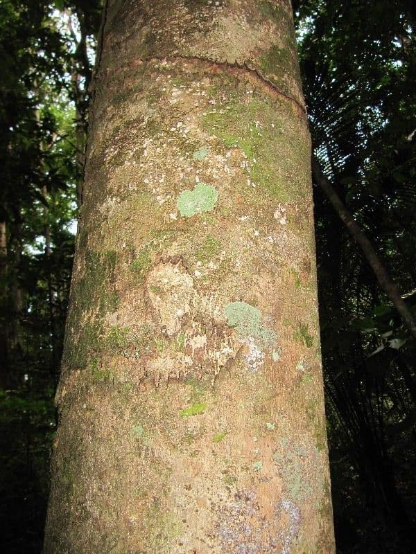 Xylopia nitida 8