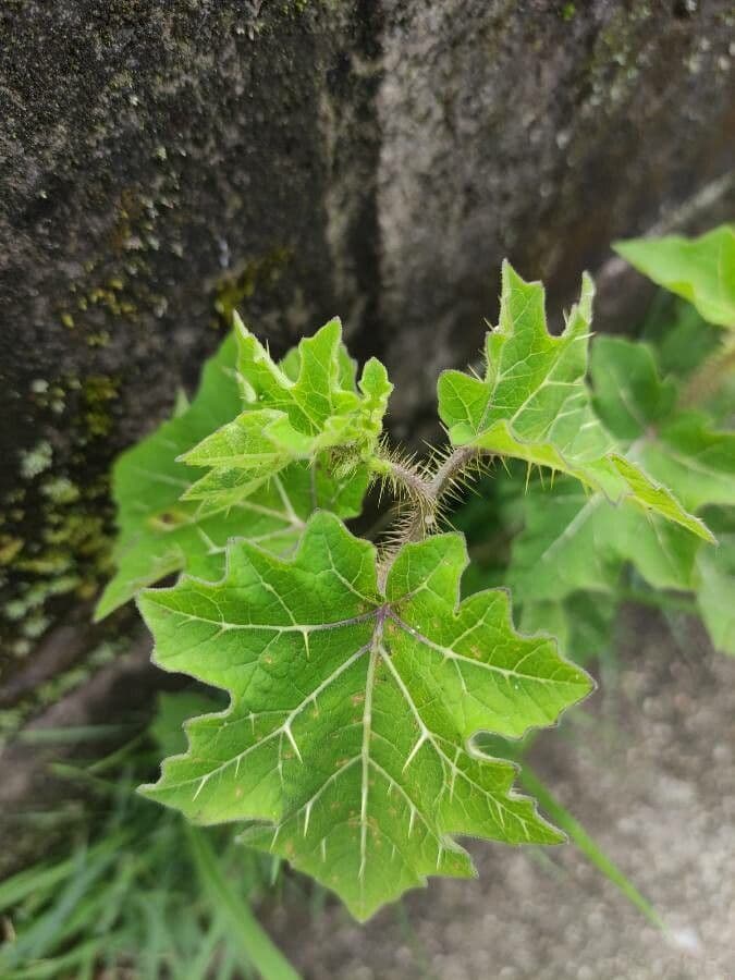 Psian palinacanthum 17