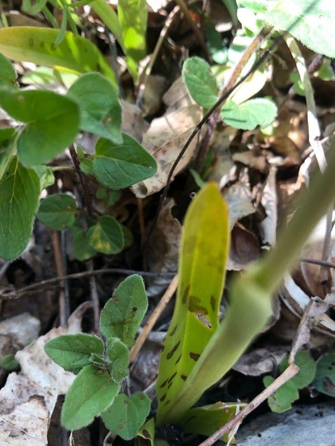 Orchide a quattro macchie 15
