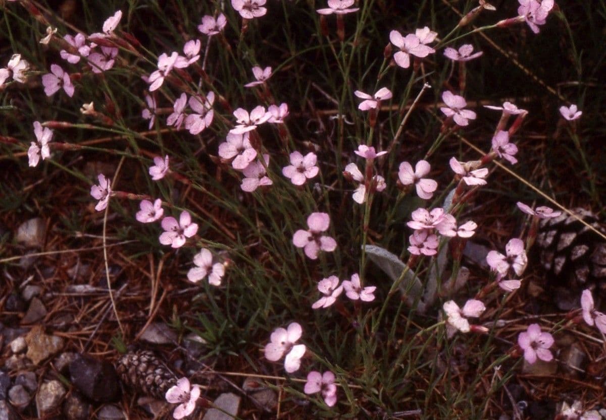 Silene campanula 8