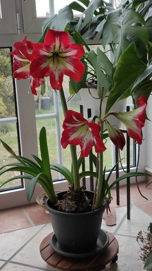 Hippeastrum 8