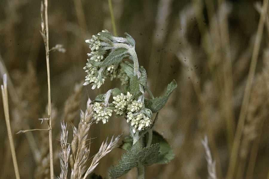 Kugelköpfiges Wasserdost 2