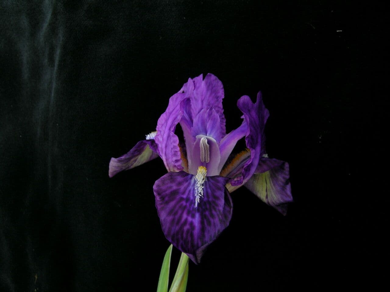 Iris 3