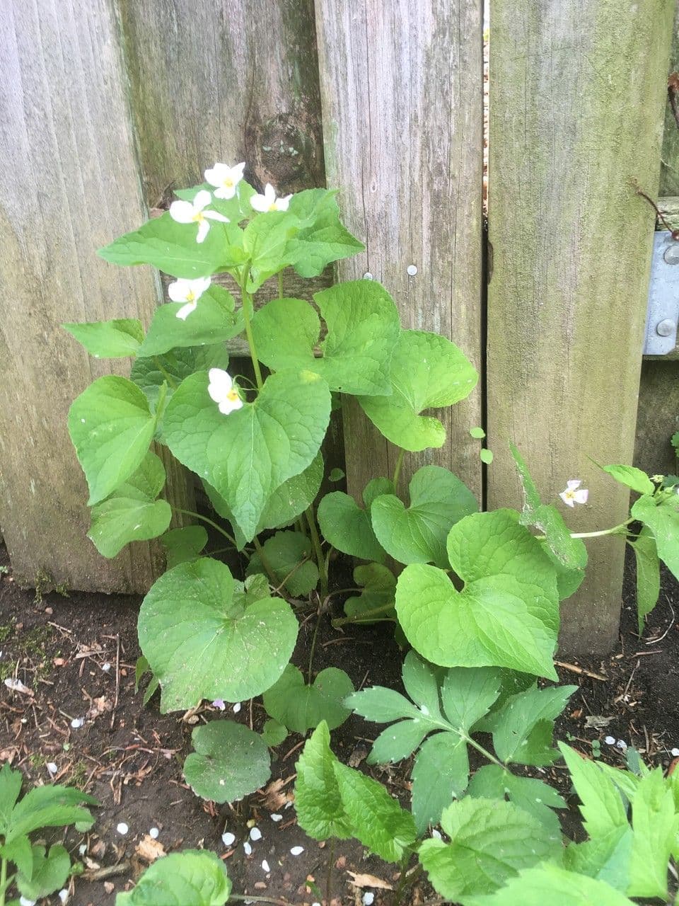Viola del Canada 10