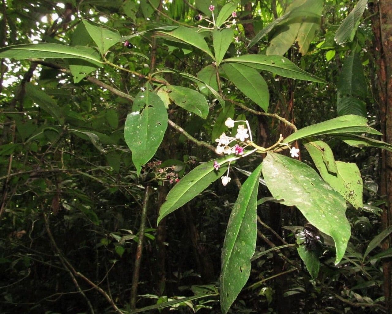 Ardisia 18