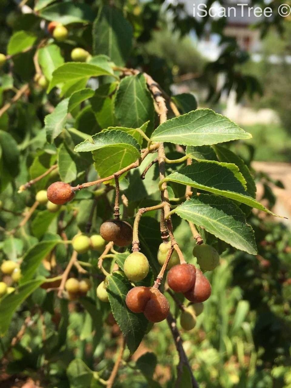 Grewia occidental 3