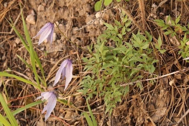 Clematis occidental 8