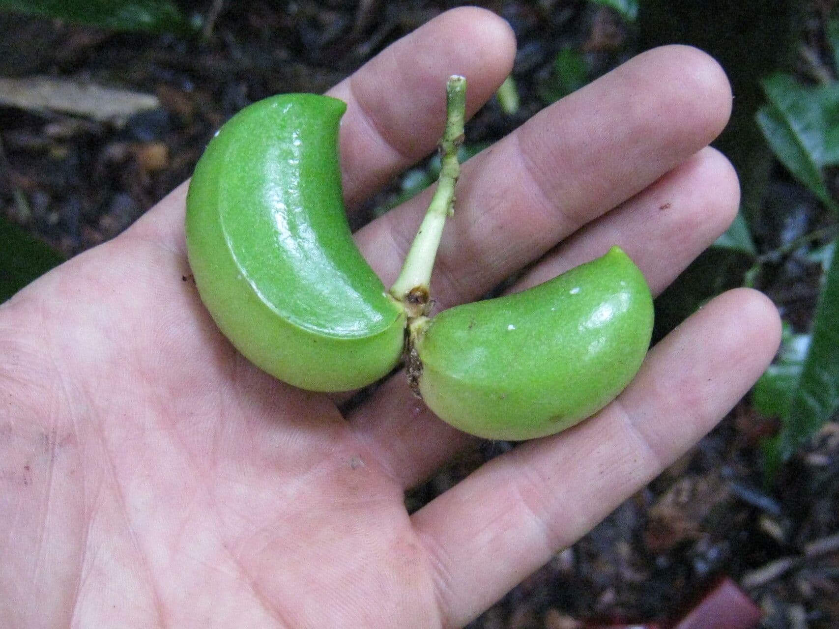 Tabernaemontana 7