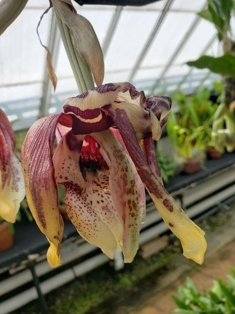 Stanhopea 5