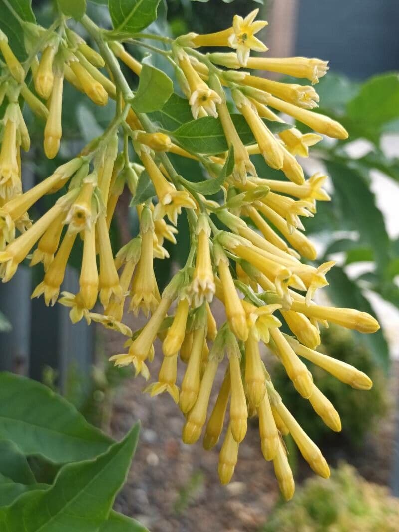Cestrum 10