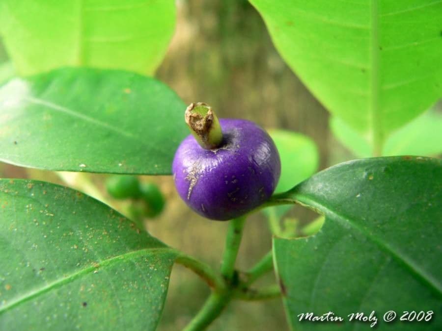 Psychotria rameuse 5