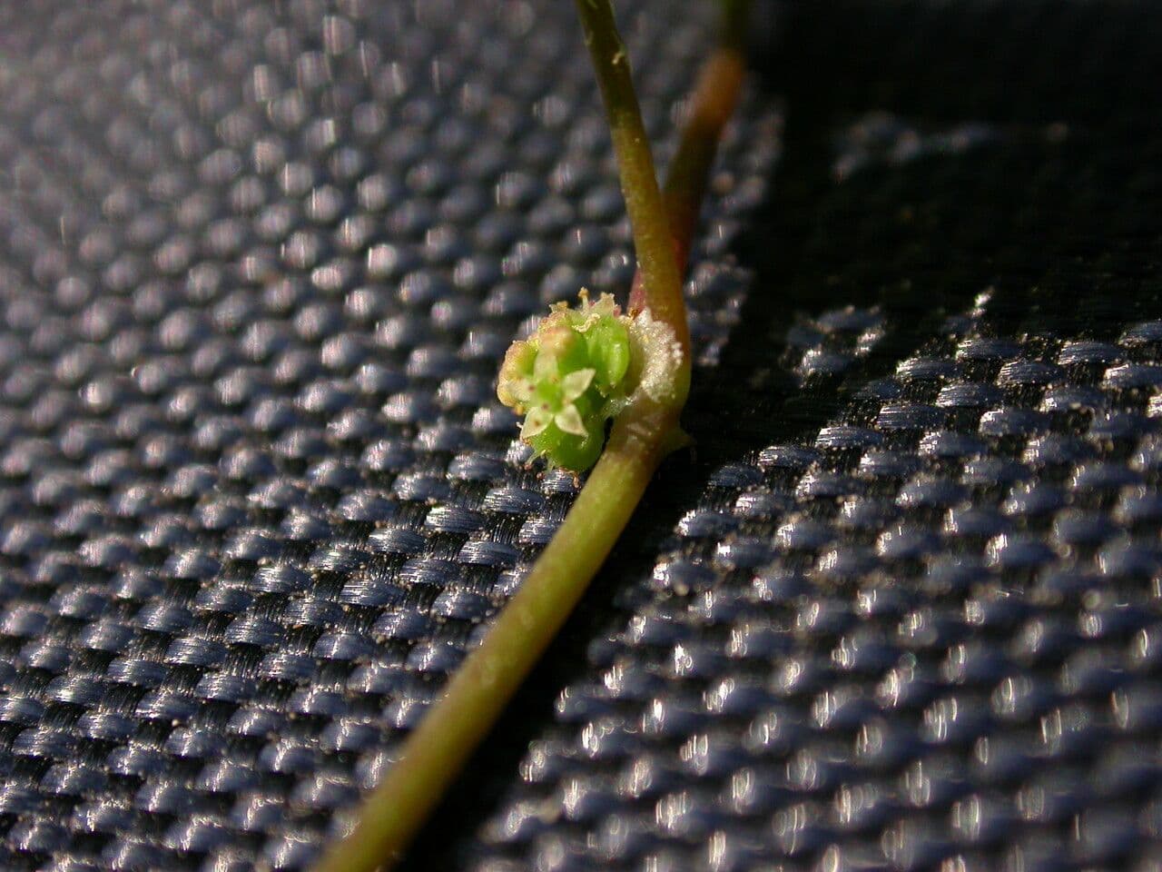 Hydrocotyle sibthorpioides 4