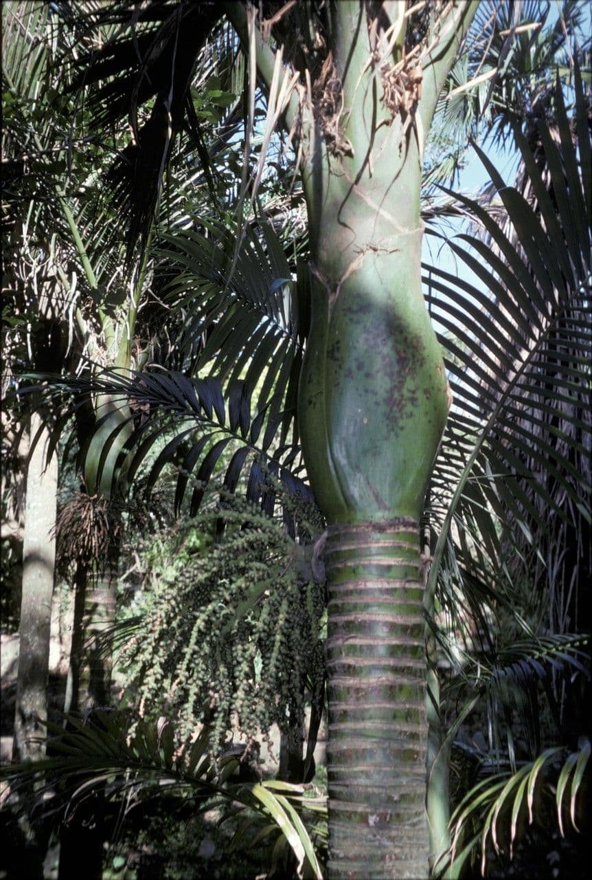 Palma Nikau 8