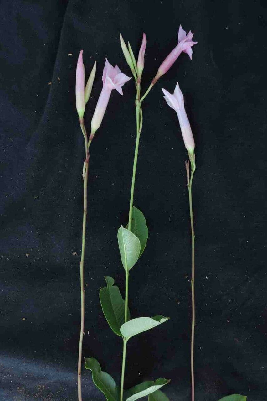 Mandevilla 9