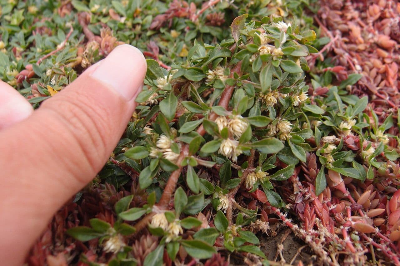 Glatte Bodendecker-Amaranth