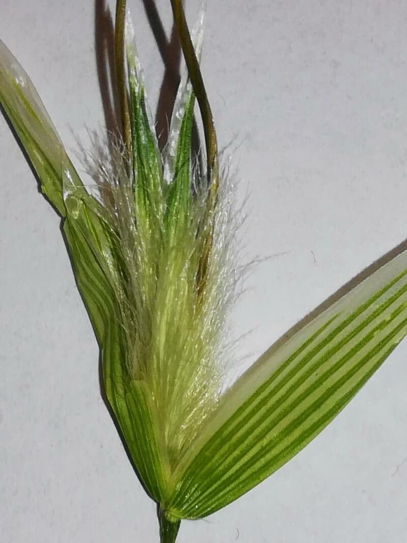 Avena maggiore 7