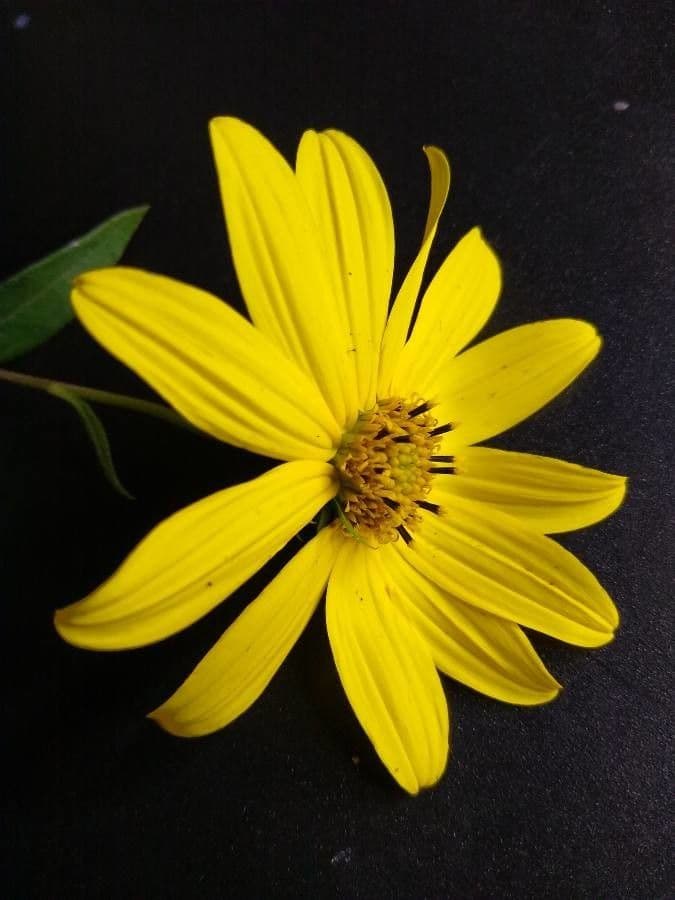 Coreopsis mayor 2