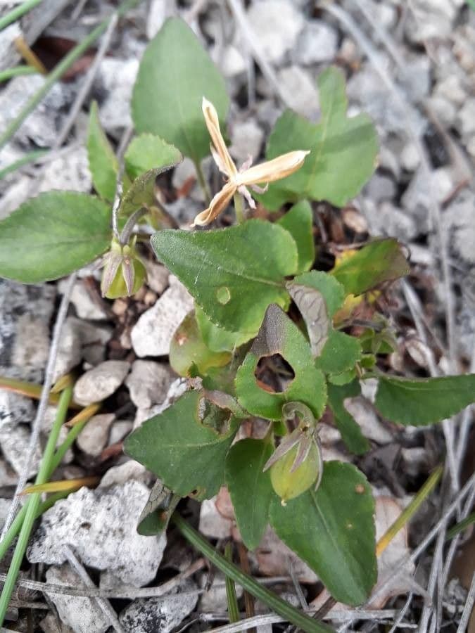 Viola rupestre