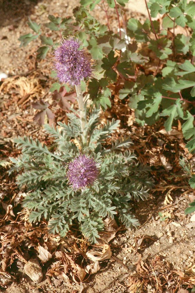 Facelia setosa 10