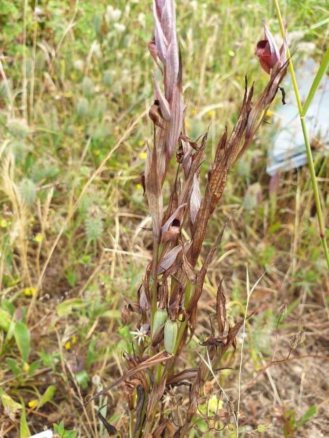 Serapias parviflora 18