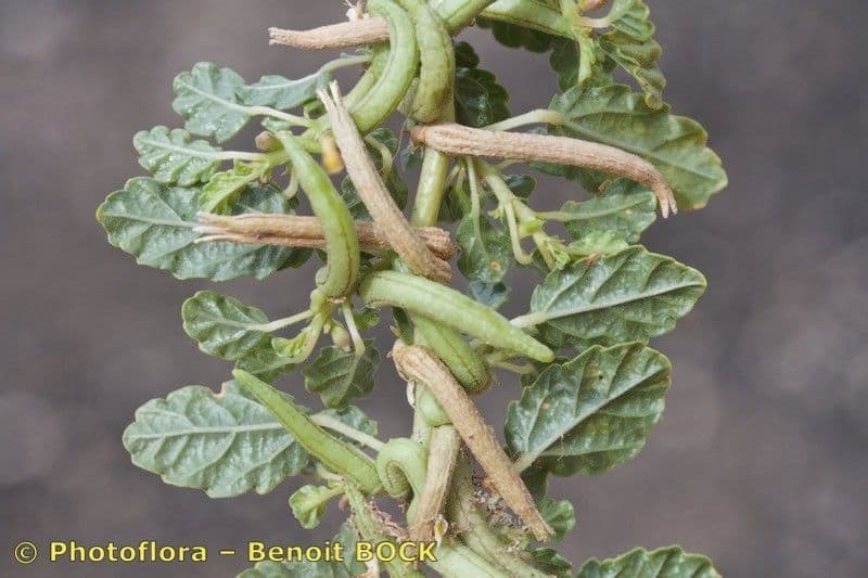 Corchorus 2