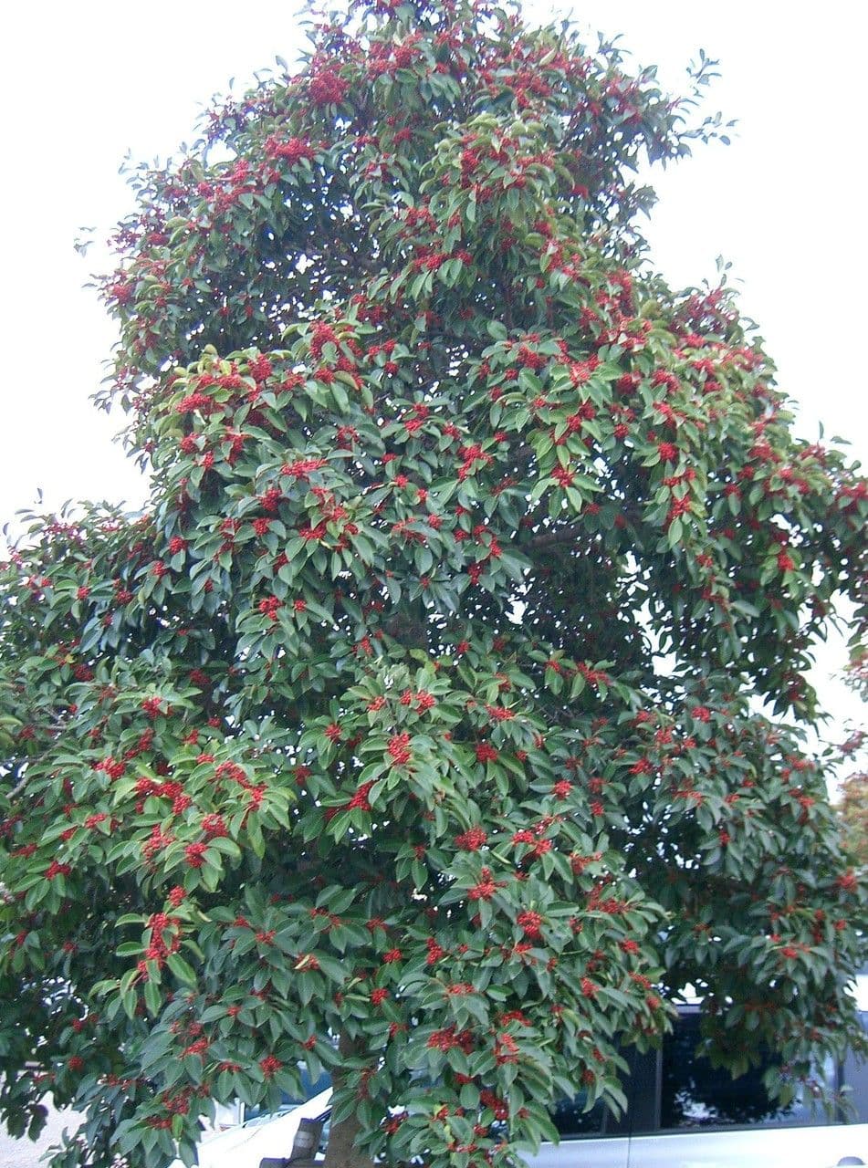 Ilex rotunda 12