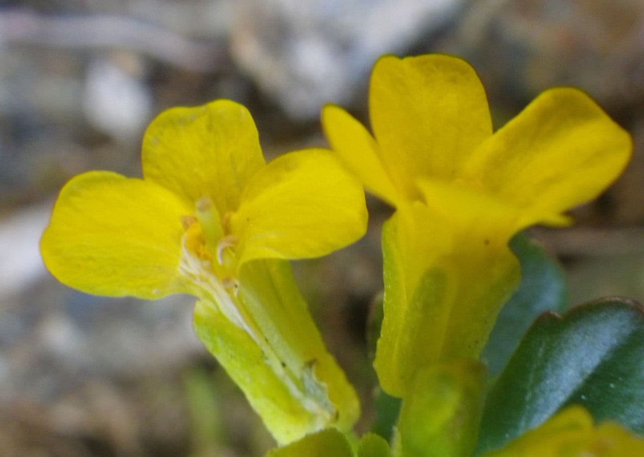 Barbareakresse 6