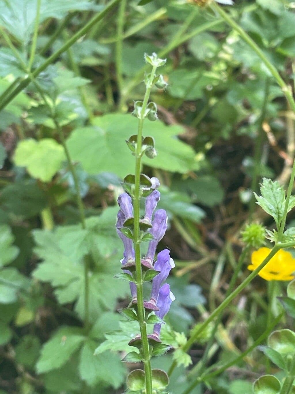Scutellaria altissima 9