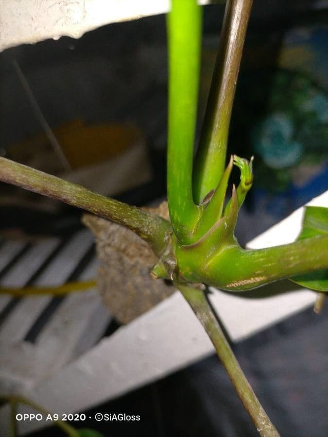 Schefflera 29