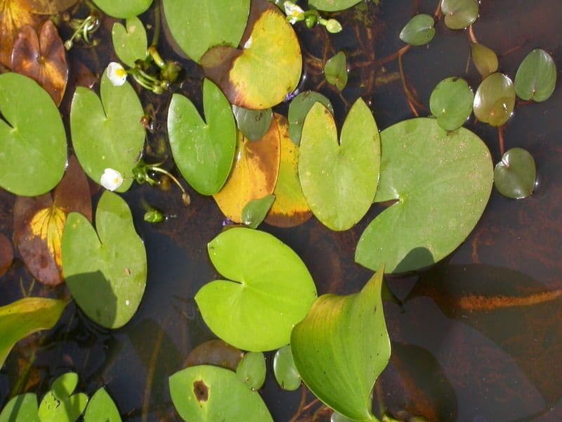 Sagittaria guayanensis 8