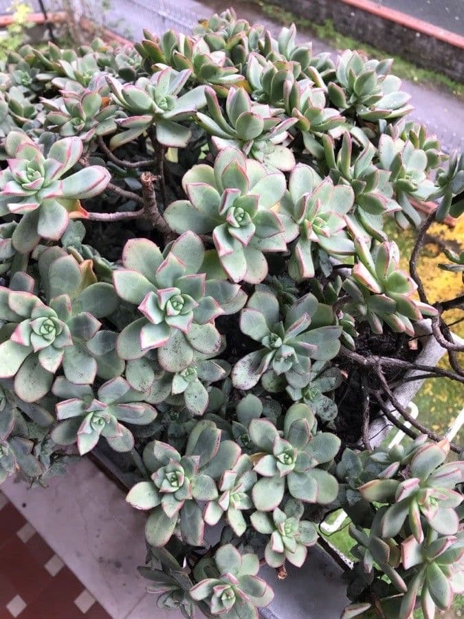 Aeonium di Haworth 9