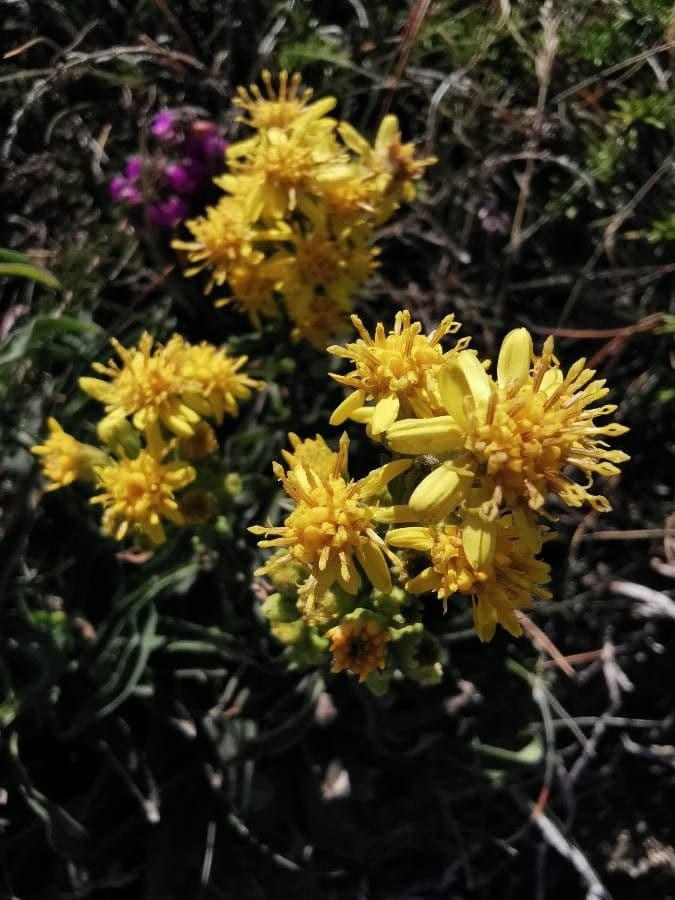 Ericameria ericoides 5