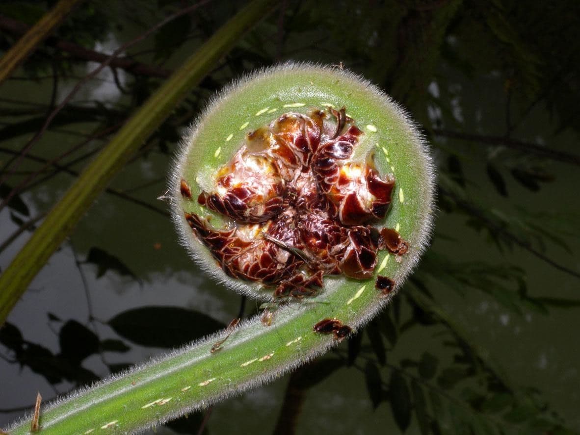 Cyathea bicrenata 3