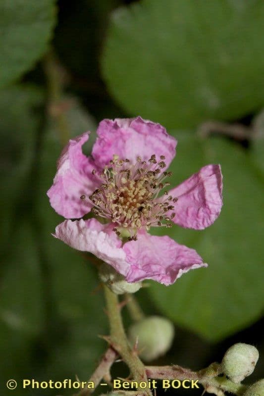 Rovo 3