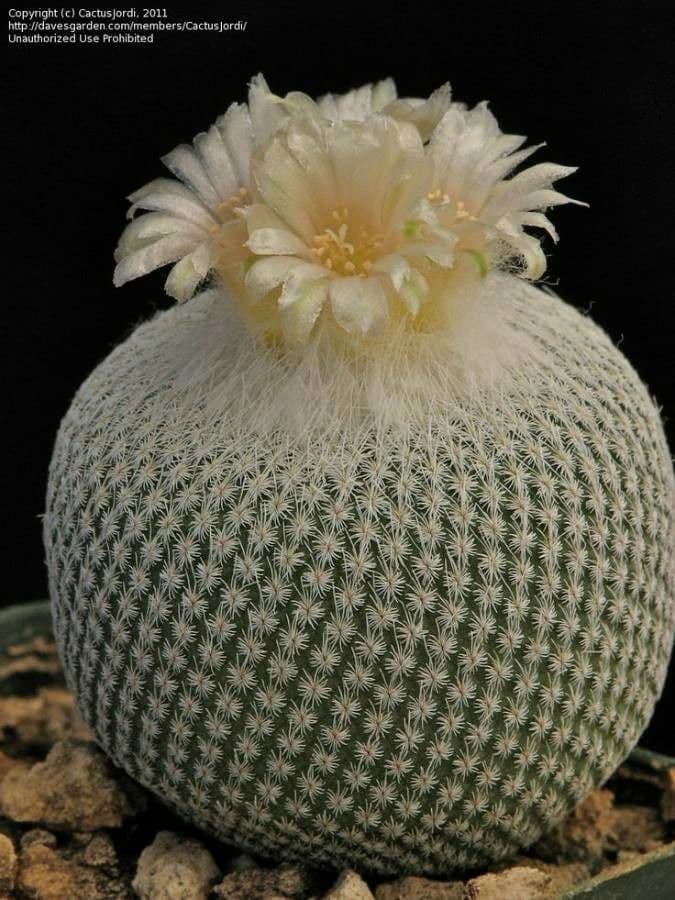 Epithelantha 3