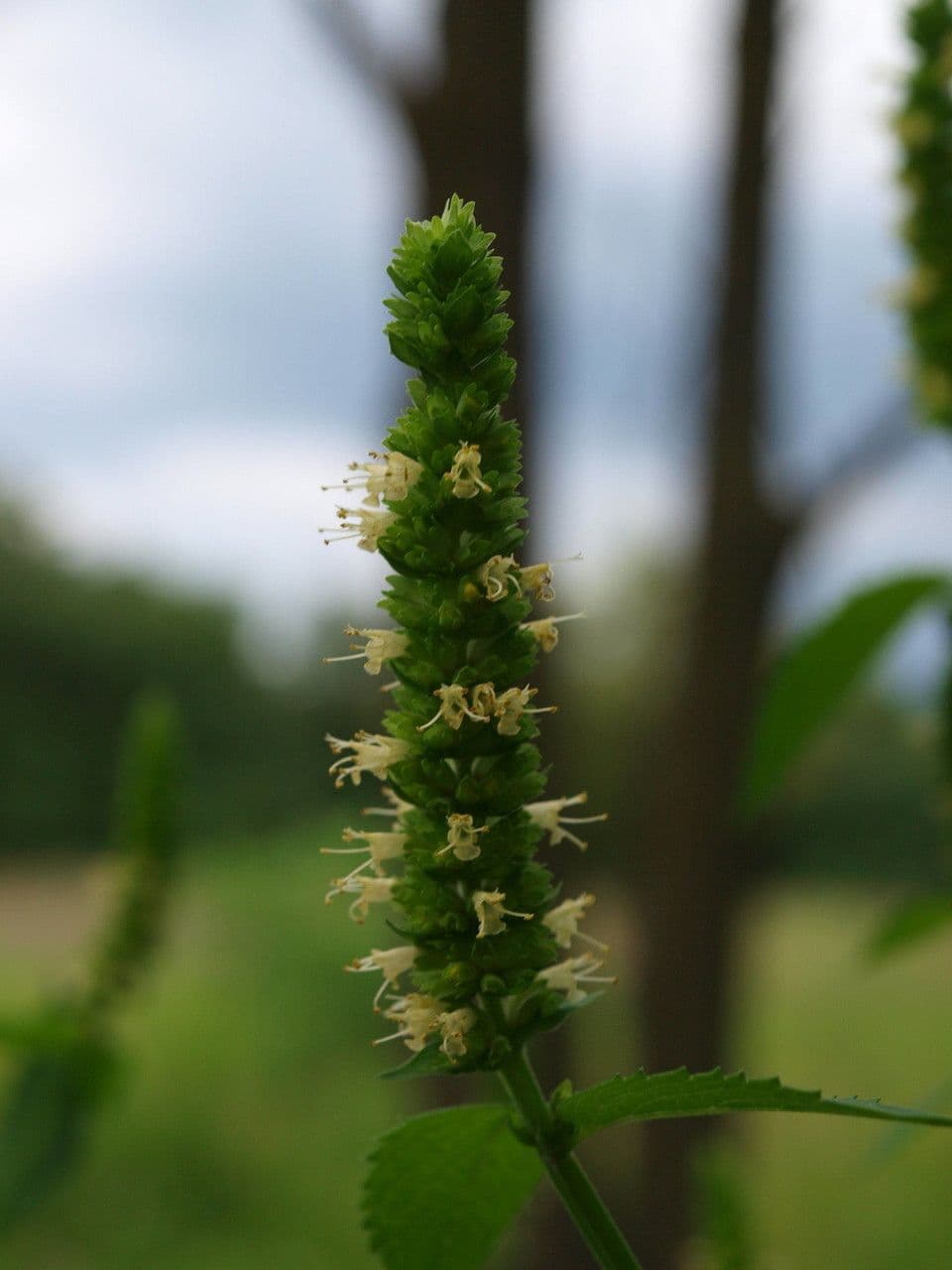 Agastache nepentoide 2
