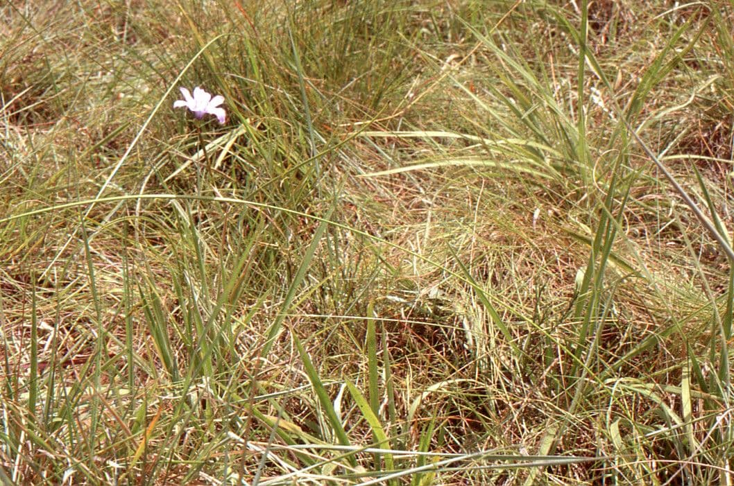 Moraea 6