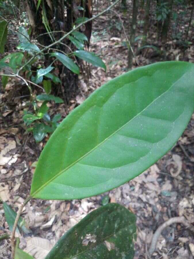 Eugenia 5