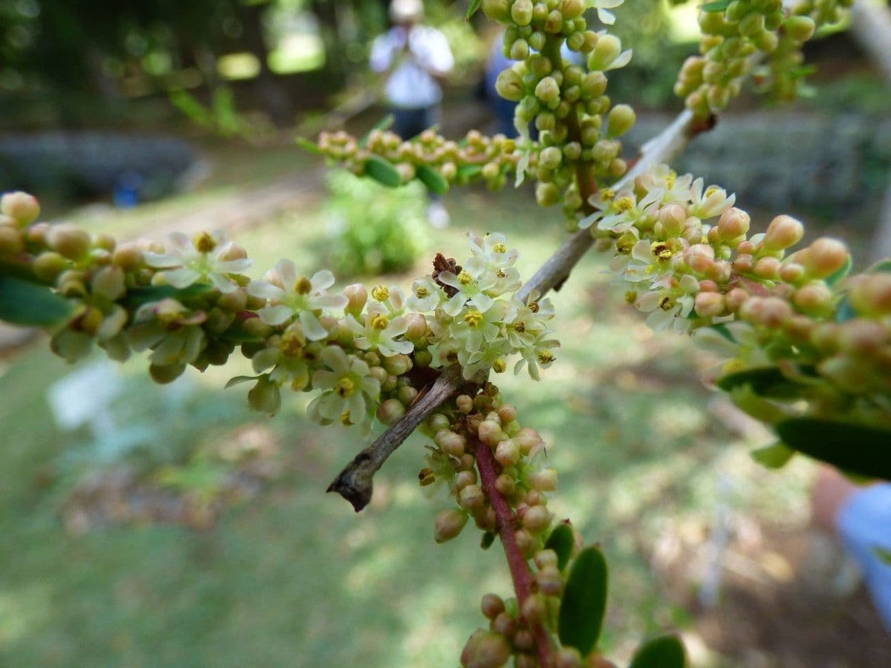 Amla 7