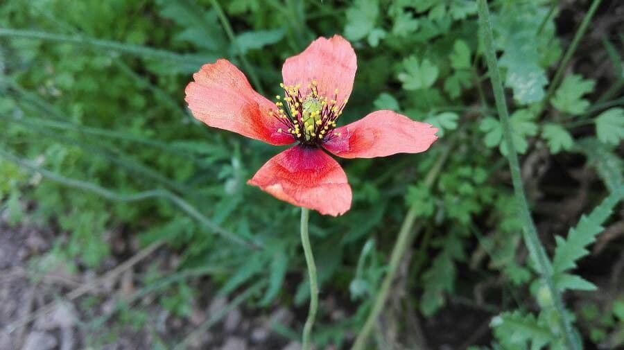 Mittelmeer-Mohn 5