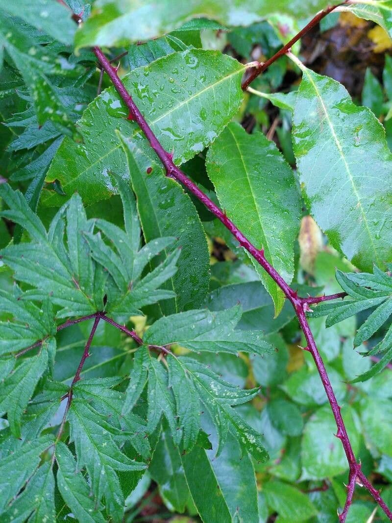 Schlitzblättrige Brombeere 27
